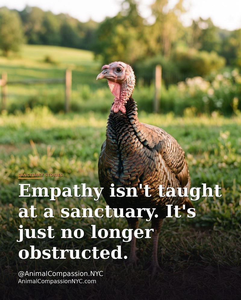 Sanctuary Stories post — July 10, 2026