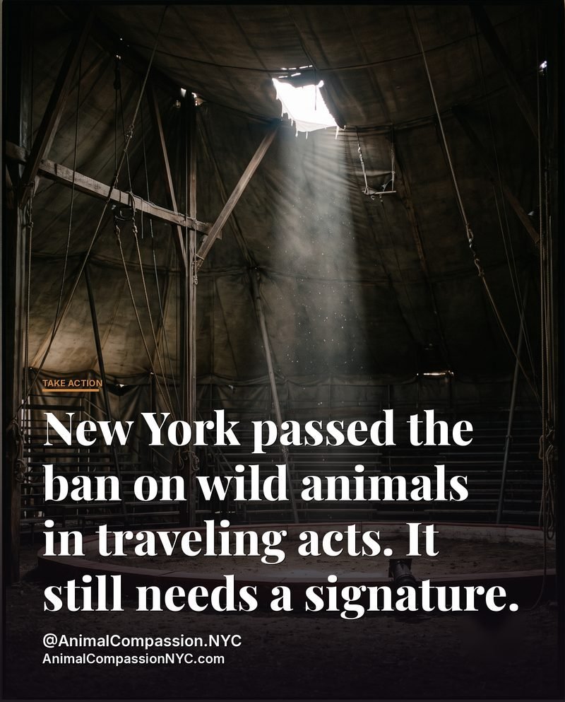 Take Action Tuesday post — August 11, 2026