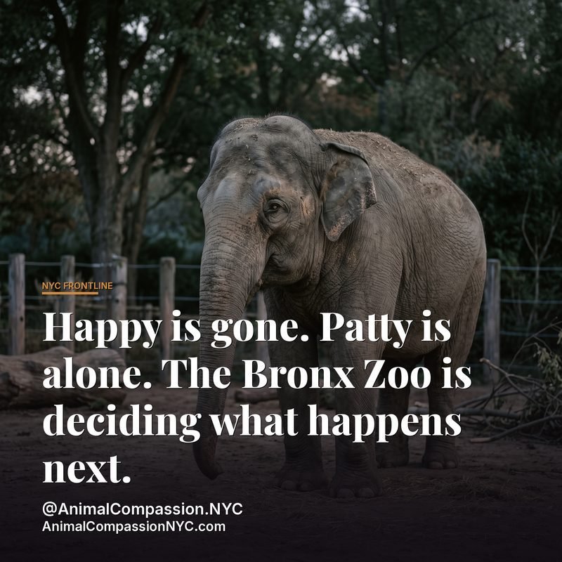 NYC Frontline post — August 12, 2026